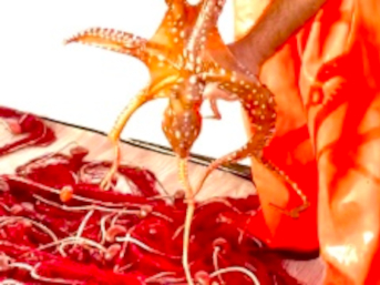 villa_experiences_immagine_esperienza_experience_un_giorno_con_il_capitano_copertina