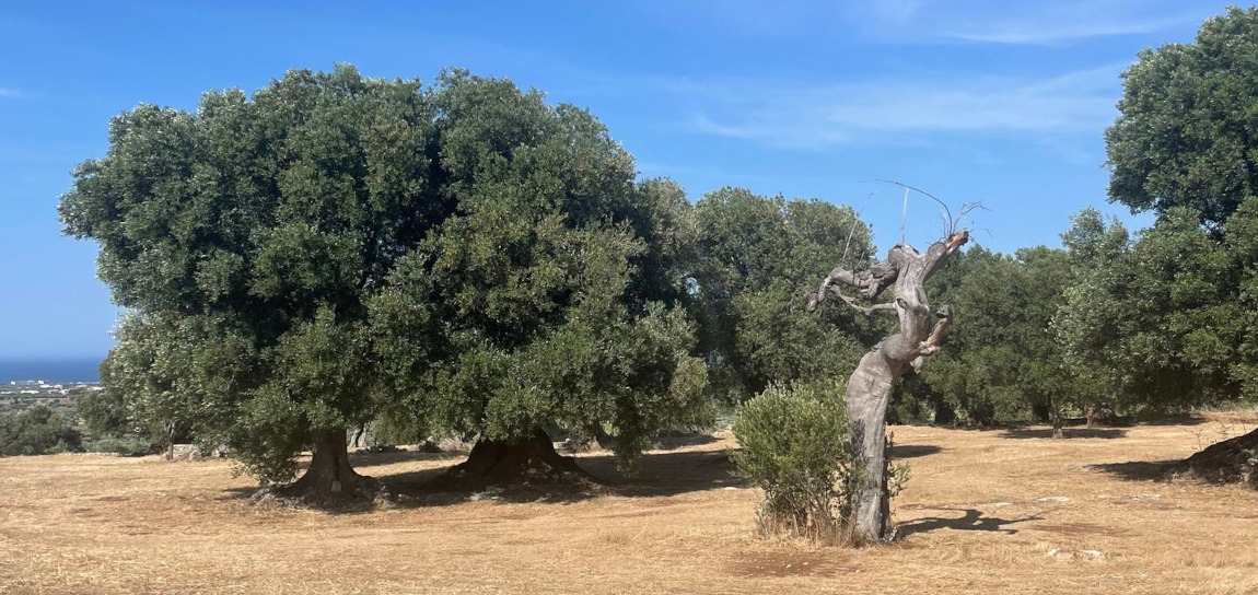 big_villa_experiences_villa_donna_rosa_19