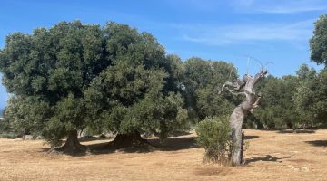 big_villa_experiences_villa_donna_rosa_19