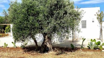 big_villa_experiences_villa_lamia_lamann_4