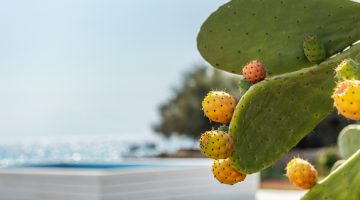 big_villa_experiences_villa_villa_marea_18